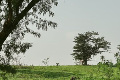 Importance of Green Spaces in Cities: Urban Nature and Well-being
