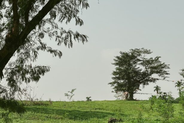 Importance of Green Spaces in Cities: Urban Nature and Well-being